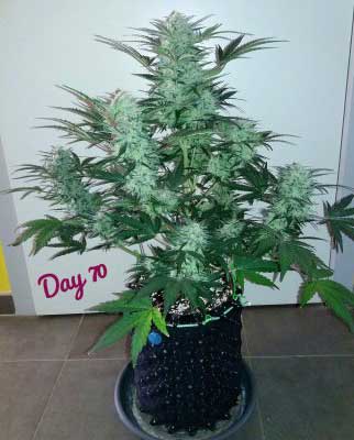 Royal cookies auto