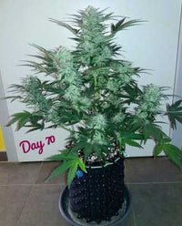 Royal cookies auto