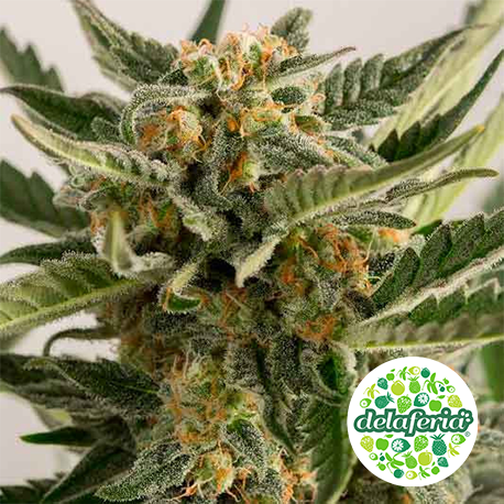 Lost Coast Skunk Auto