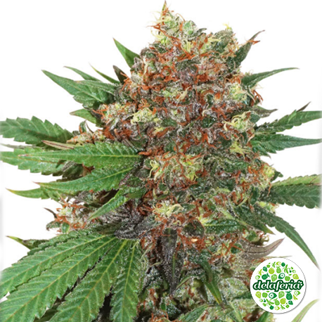 Master Kush