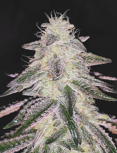 Medical Runtz