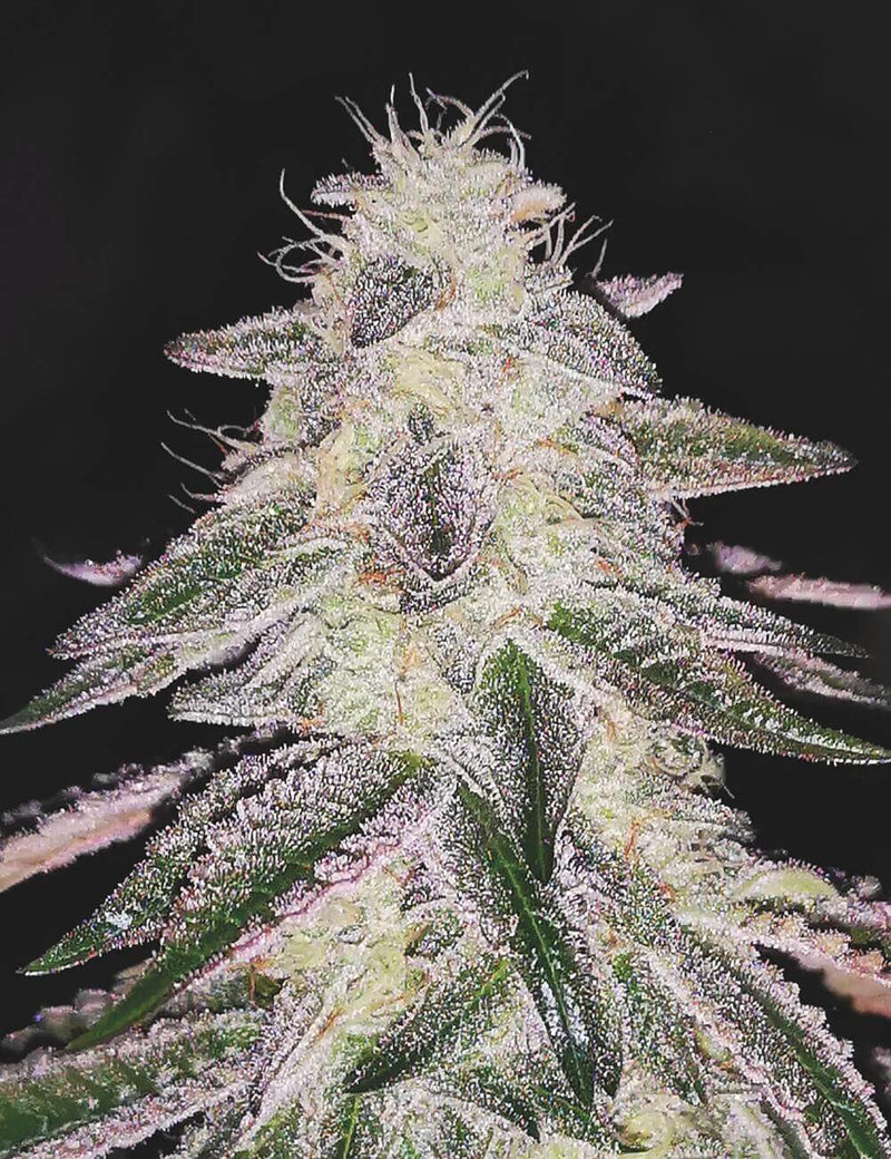 Medical Runtz
