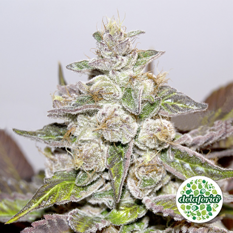 Mendocino Purple Kush