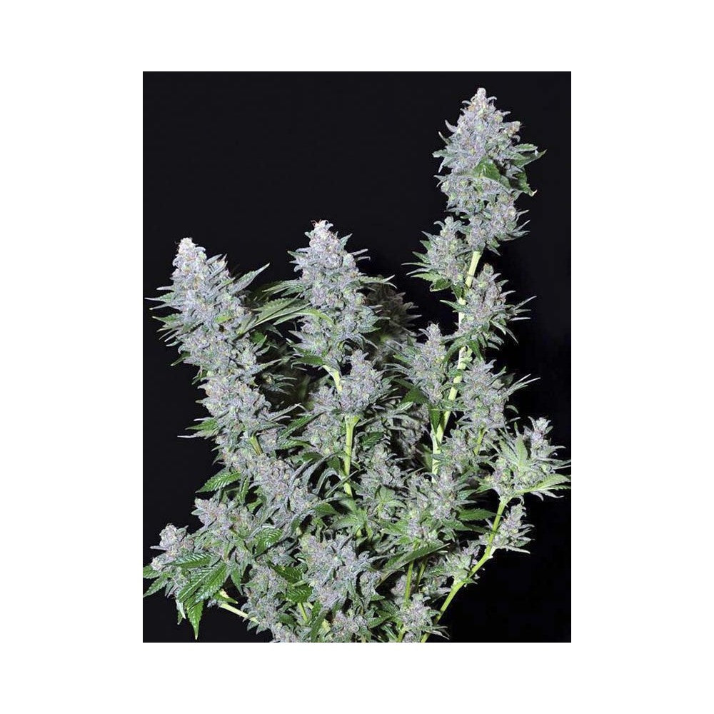 Missing in Barcelona