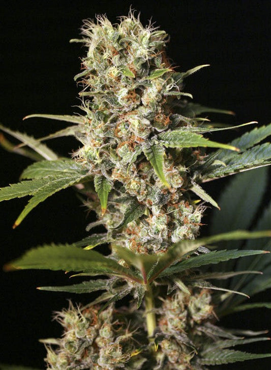 Missing in Barcelona