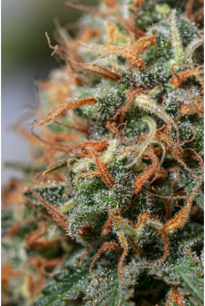 Blue Moby Dick Auto