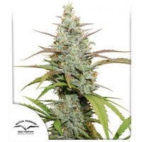 Mokum’s Tulip®