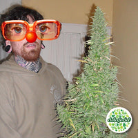 Orange Bud