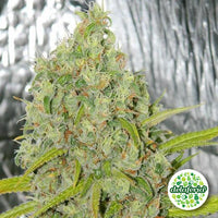 Orange Bud