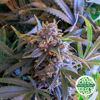 Pineapple Larry Og