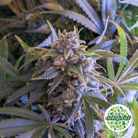 Pineapple Larry Og