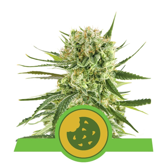 Royal cookies auto