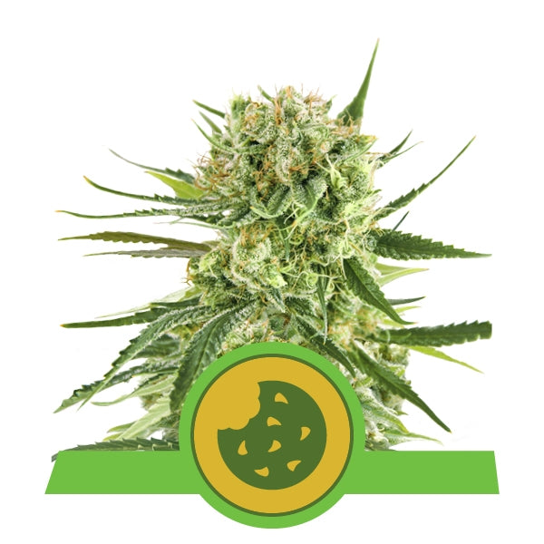 Royal cookies auto