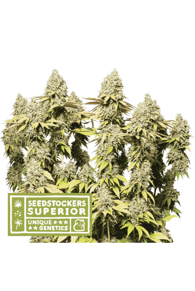 Rucu Cucu OG Auto