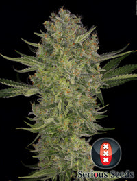 Serious Kush