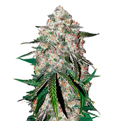Smoothie Auto