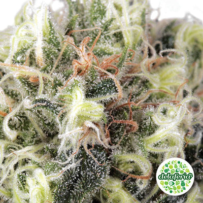 Snow Bud