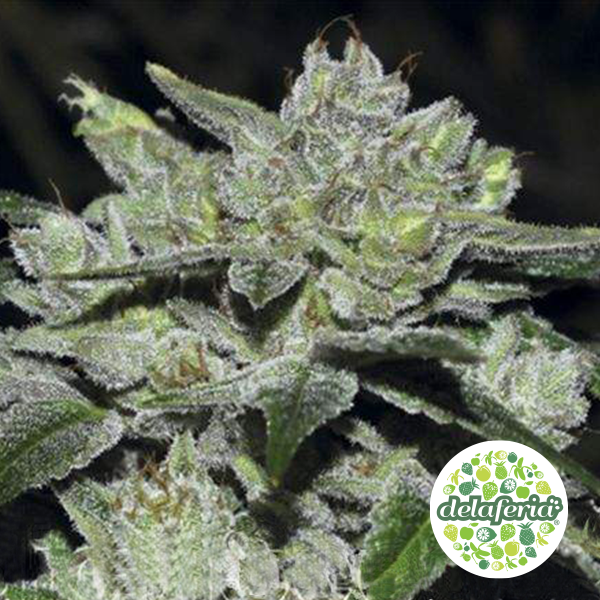 Sour Glue