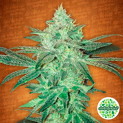 Stardawg
