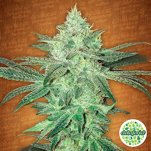 Stardawg