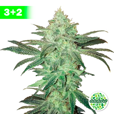 Stardawg Auto 3+2