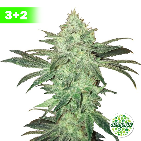 Stardawg Auto 3