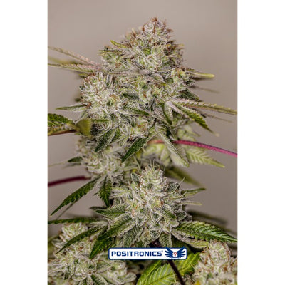 Sticky Dream Auto