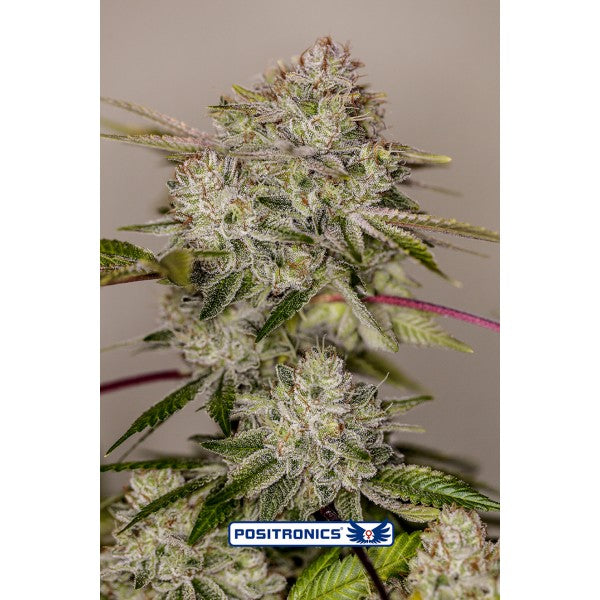 Sticky Dream Auto