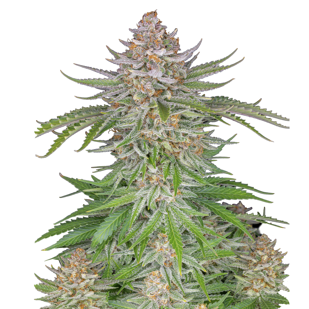 Strawberry Pie Auto