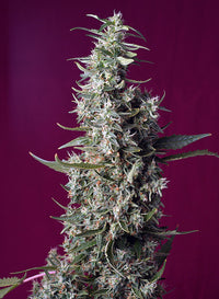 Sweet Cherry Pie