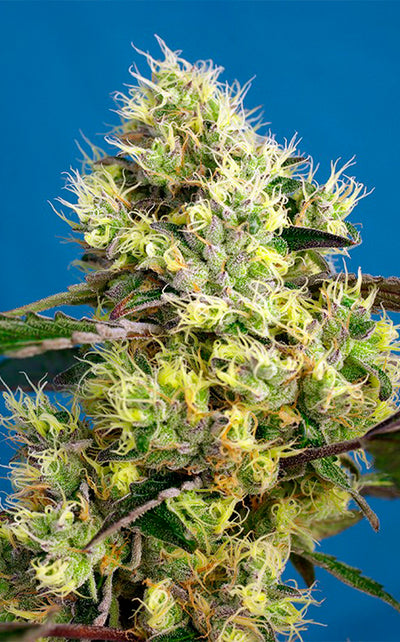 Sweet Gelato Auto