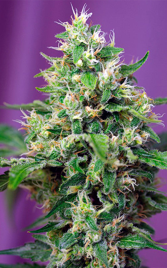 Sweet Amnesia Haze XL Auto