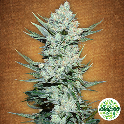 Tangie' Matic