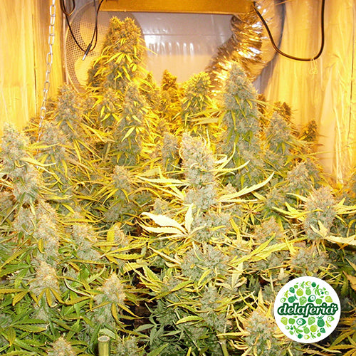 Auto Think Different