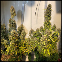 Jack Diesel Express