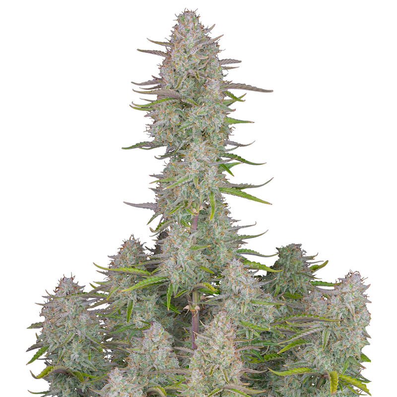 Wedding Cheescake Auto
