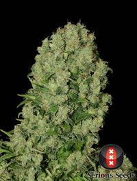 White Russian