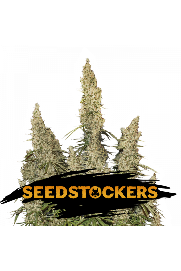 Seedstockers
