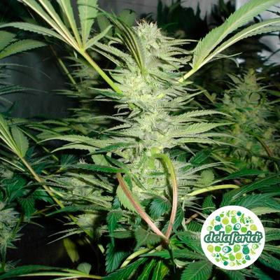 White Widow