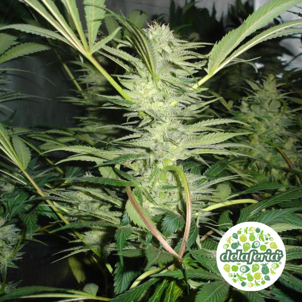 White Widow