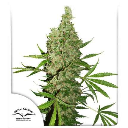 White Widow X The Ultimate Regular No Feminizada