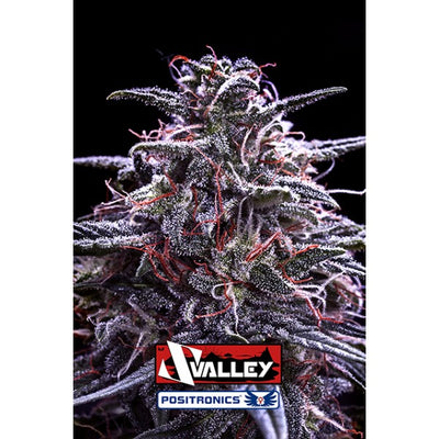 Z Valley
