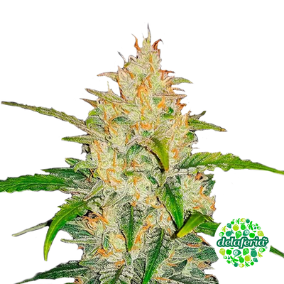 Zkittlez Auto